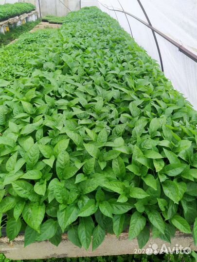 Рассада огурец, перец, помидор, баклажан, кабачок