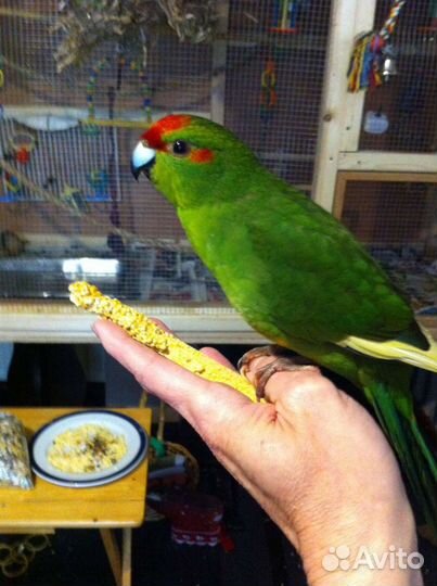 Новозеландские какарики, птенцы