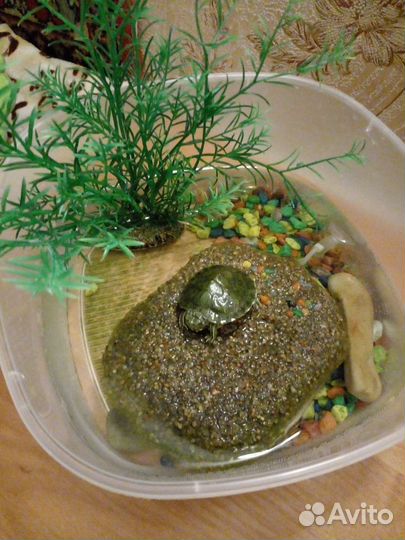 Продается водная черепаха