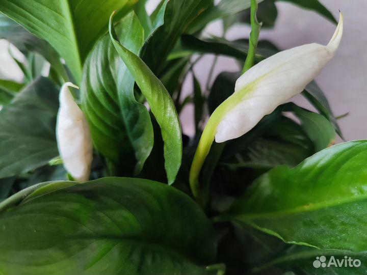 Спатифиллум комнатный цветок