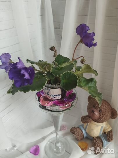 Сортовые фиалки