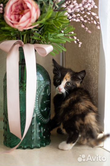Маленький котёнок девочка трёхцветная кошечка