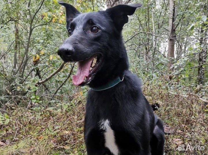 Добрый охранник, собака в дар