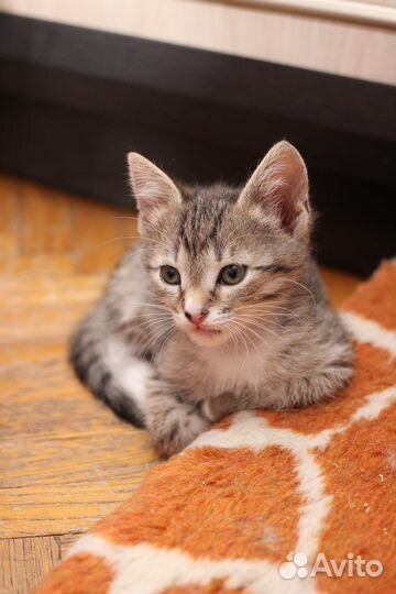 Котенок 2 месяца Мушка