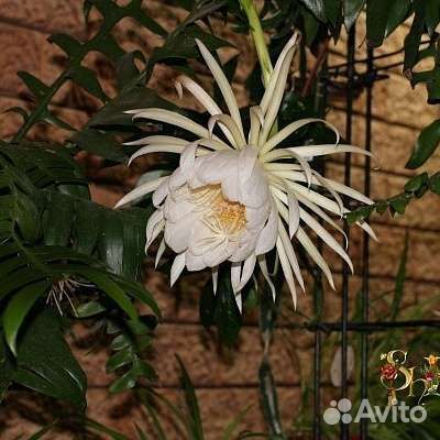 Эпифиллум Маринера за донейшн