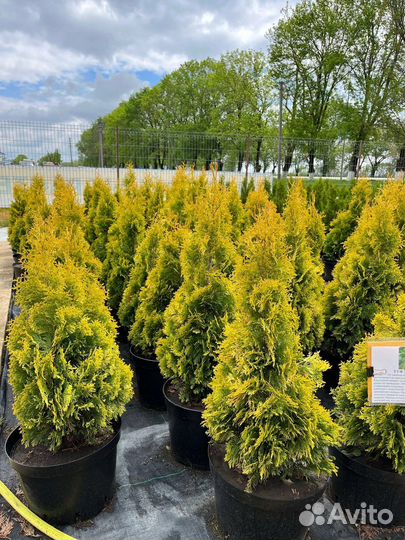 Туя голд смарагд