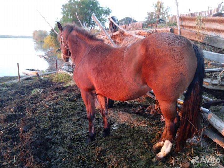 Лошадь кобыла