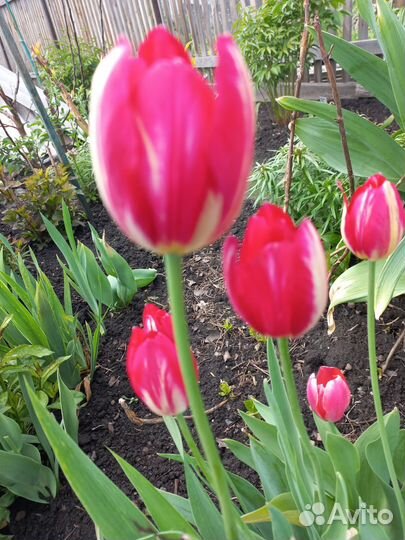 Тюльпаны на срез