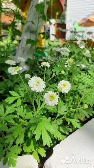 Рассада Хризантема мини многолетка