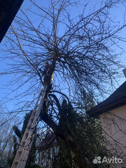 Покос травы, культивация земли, спил деревьев