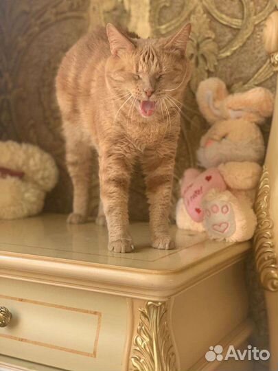 Котик в добрые руки