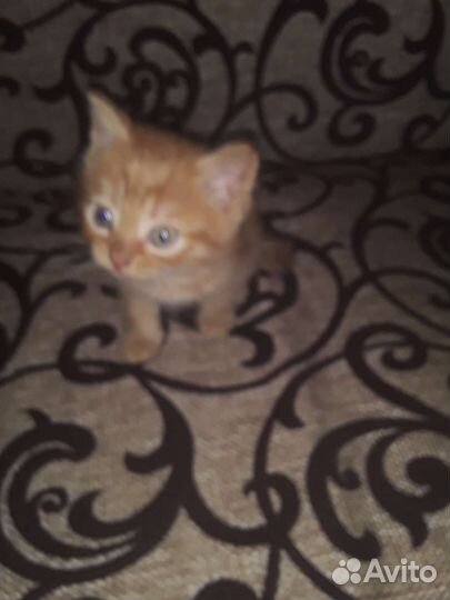 Кошка в дар бесплатно