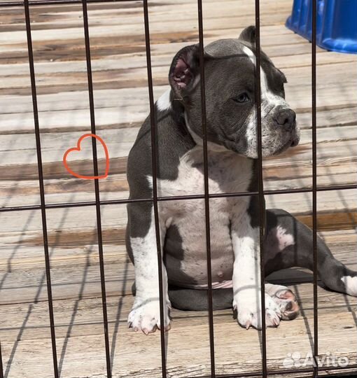 Американский булли - кобель покет