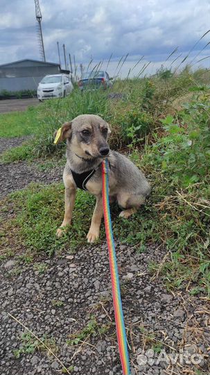 Собака в добрые руки отдам бесплатно