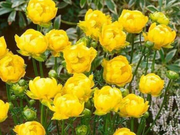 Купальница саженцы