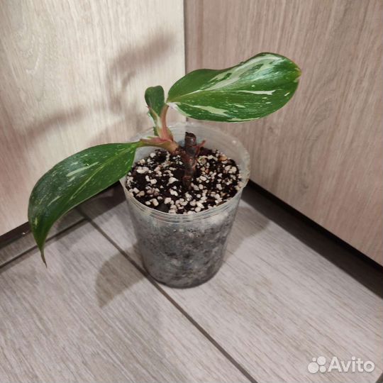 Филодендрон вайт wizard