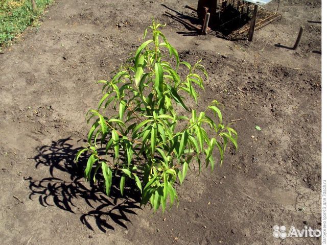Саженцы персика и ореха