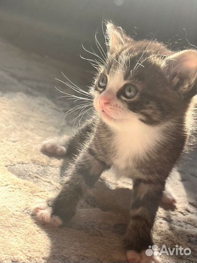 Котята в добрые руки бесплатно