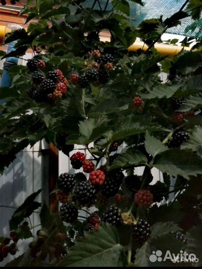 Куст ежевики
