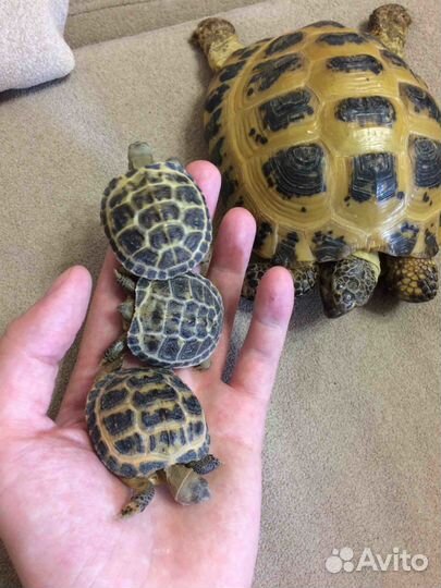 Черепашки домашнего разведения малыши