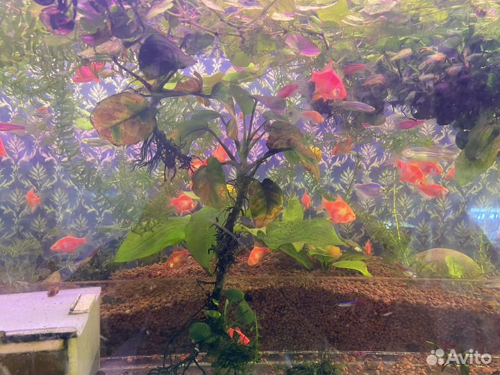 Аквариумная рыба