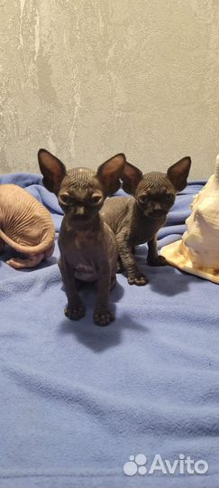 Канадский сфинкс котенок