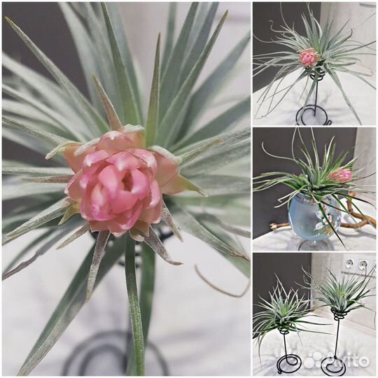 Тилландсия атмосферная