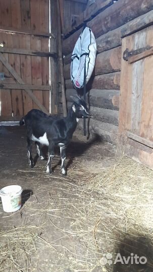 Козлик породы Ламанча