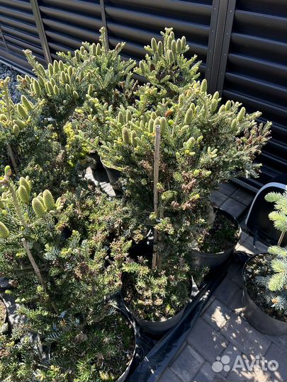 Пихта Сильберлок