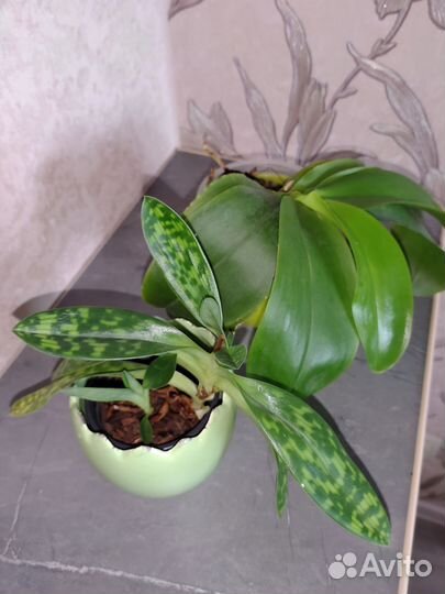 Орхидеи лотом 3 штуки