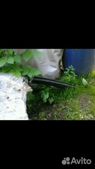 Крыша хонда акорд 9