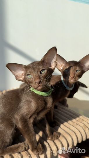 Ориентальные котята