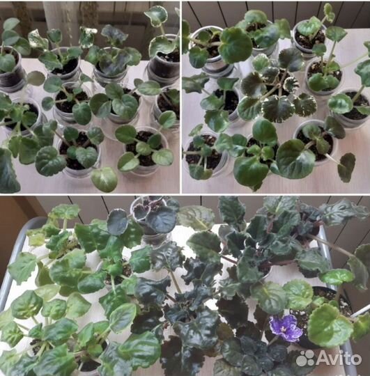 Наборы редких сортовых фиалок