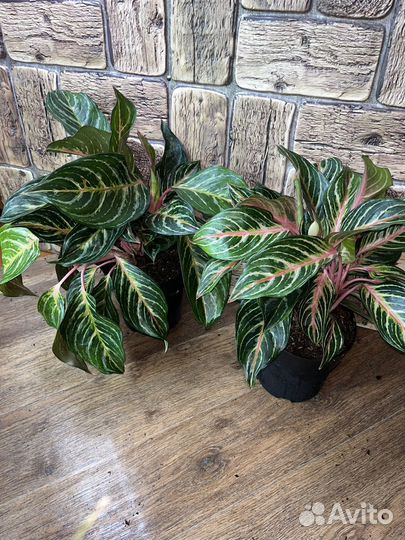 Аглаонема дримкетчер