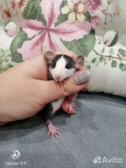 Крыски крысята крысы дамбо хаски