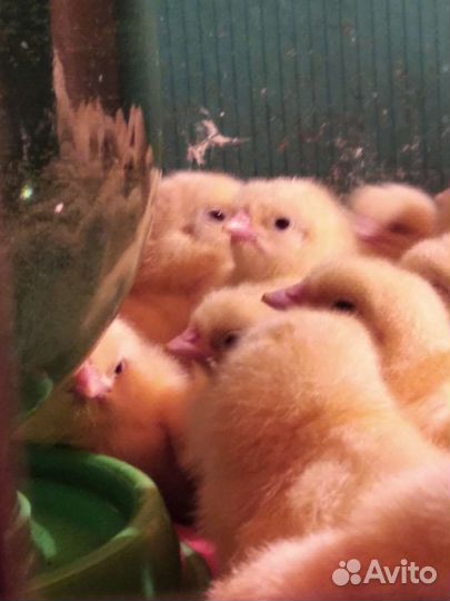 Бройлеры от суточных. Перепелки