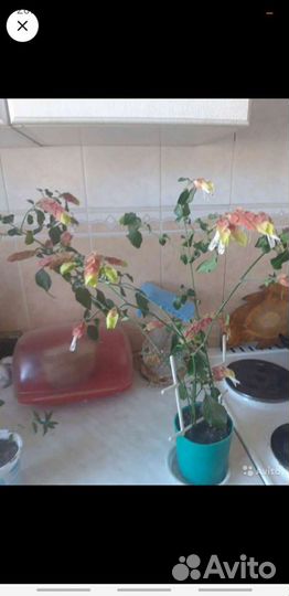 Хлорофитум,денежное дерево,женское счастье,щучий х