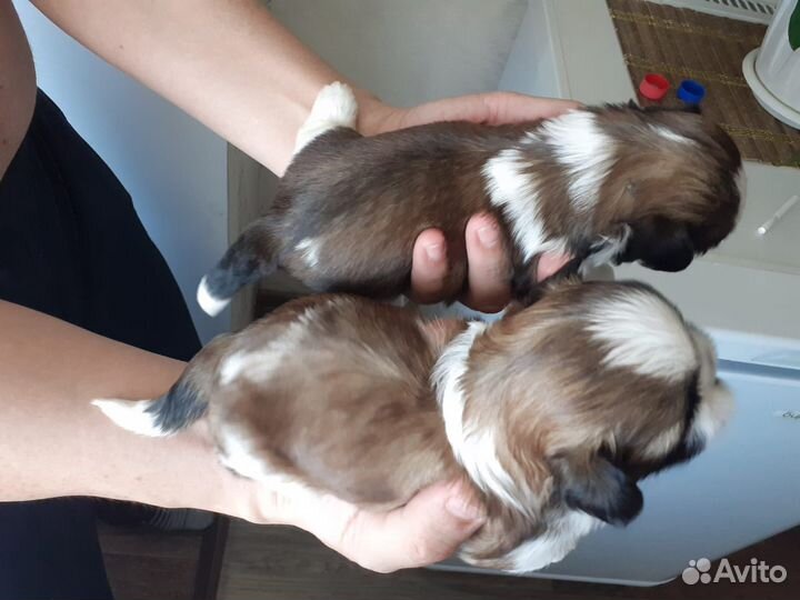 Щенки ши-тцу