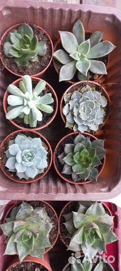 Редкие эхеверии