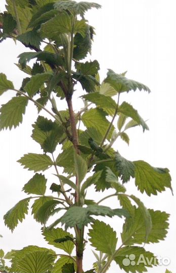 Малина- саженцы