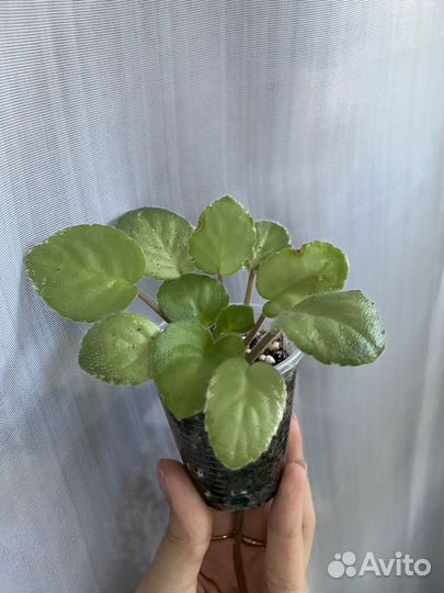 Фиалка ле-Оксана пасынок