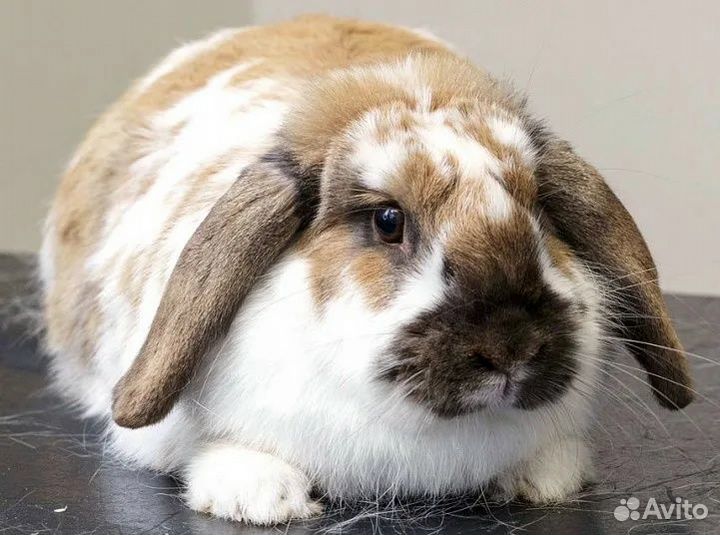 Кролики, крольчихи, крольчата и др