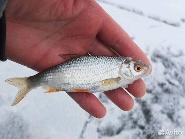 Живец плотва