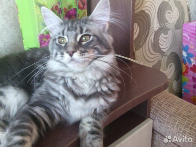 Мейн-кун девочка Буся