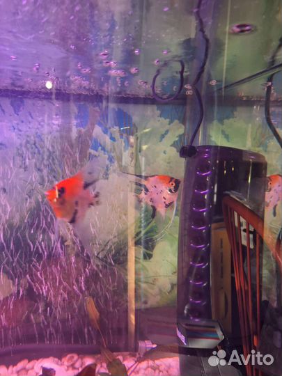 Рыба скалярии