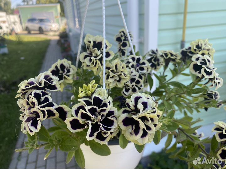 Кашпо с ампельной петунией