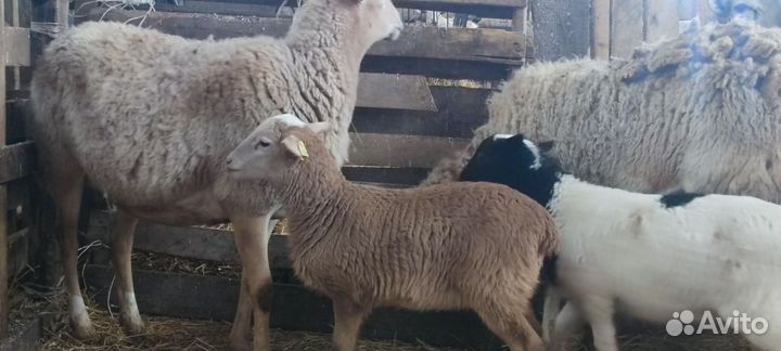 Баран на племя