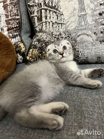 Шотландский вислоухий котик(серебристая шиншилла)