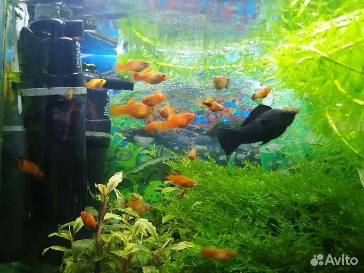 Аквариумные рыбки