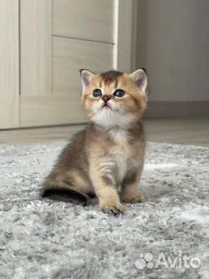 Шотландские золотые шиншиллы котята
